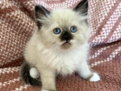 Female - Ragdoll - Gallery Photo #1