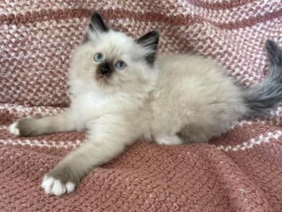 Male3 - Ragdoll - Gallery Photo #1