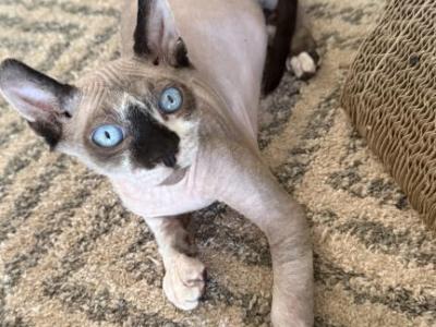 Chiara&Hermes - Sphynx - Gallery Photo #1