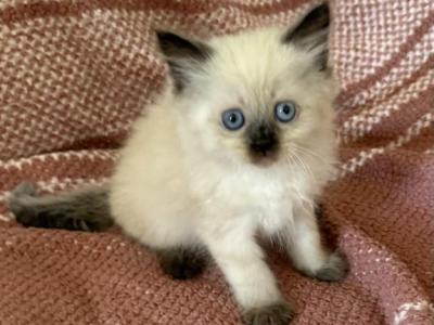 Male1 - Ragdoll - Gallery Photo #1