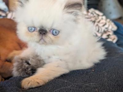 Male - Persian - Gallery Photo #1
