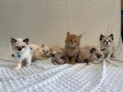 Siberian Sphynx And Domestic Mixed Kittens - Siberian - Gallery Photo #1