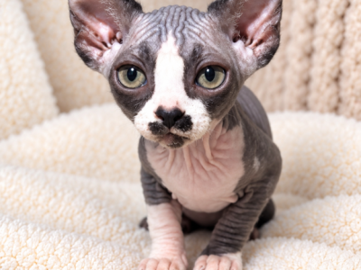 Josi - Sphynx - Gallery Photo #1