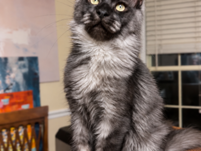 Black Smoke Boy Polydactyl - Maine Coon - Gallery Photo #1