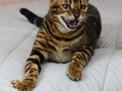 Biggie Smalls - Bengal - Gallery Photo #1