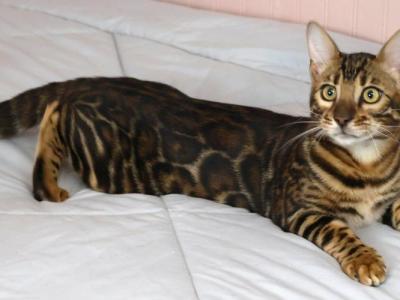 Biggie Smalls - Bengal - Gallery Photo #1
