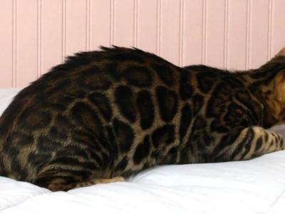 Mr Crinkles - Bengal - Gallery Photo #1