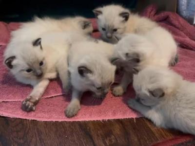 Pip Summer 26 Females - Siamese - Gallery Photo #1