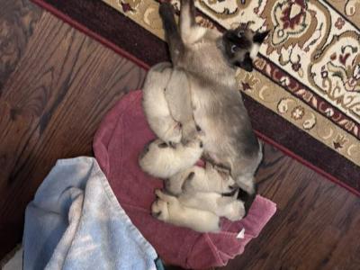 Pip Summer 26 Males - Siamese - Gallery Photo #1