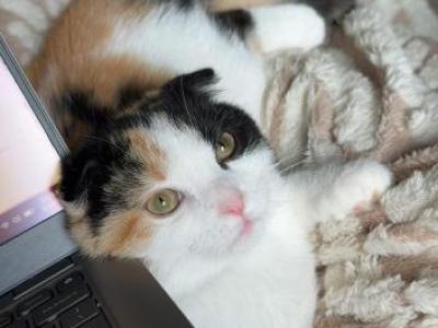 Marsha Mae Emory - Scottish Fold - Gallery Photo #1