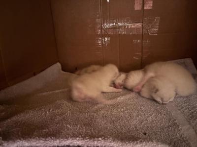 Evie Summer 26 Females - Siamese - Gallery Photo #1