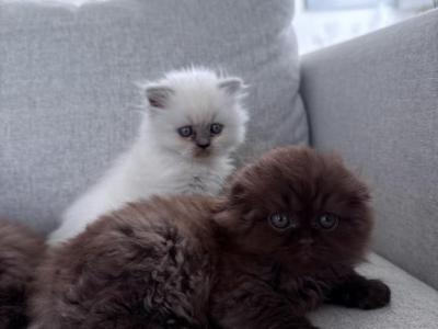 Chocolate Brown - Scottish Fold - Gallery Photo #1