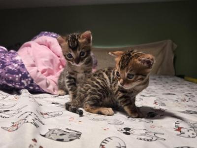 Lola - Bengal - Gallery Photo #1