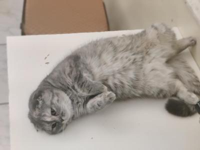 Coco Chanel - Scottish Fold - Gallery Photo #1