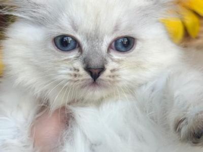Kitten Pink - Siberian - Gallery Photo #1