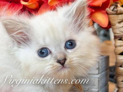 Kitten Boy - Siberian - Gallery Photo #1