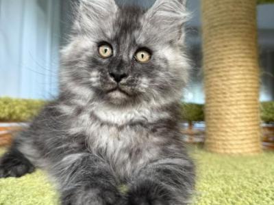 Newton - Maine Coon - Gallery Photo #1