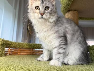 Llada - Maine Coon - Gallery Photo #1