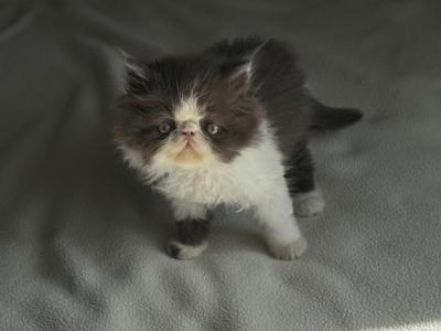 Chocolate Kitty - Persian - Gallery Photo #1