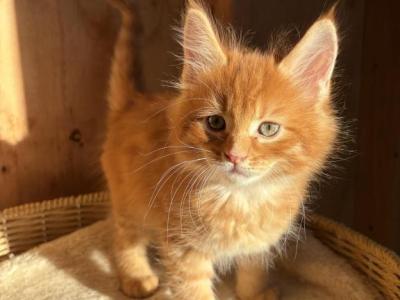 Saffron - Maine Coon - Gallery Photo #1