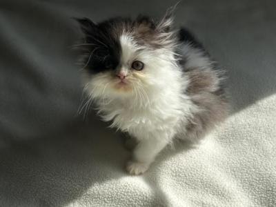 Bandit - Persian - Gallery Photo #1