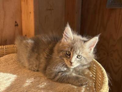 Tulip - Maine Coon - Gallery Photo #1
