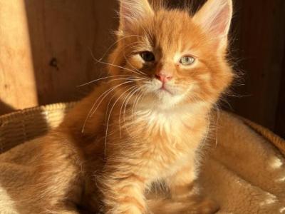 Sanderson - Maine Coon - Gallery Photo #1