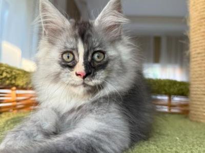 Lorena - Maine Coon - Gallery Photo #1