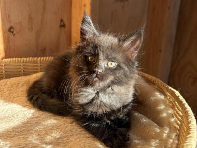Rain - Maine Coon - Gallery Photo #1