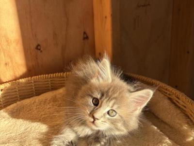 Marcy - Maine Coon - Gallery Photo #1
