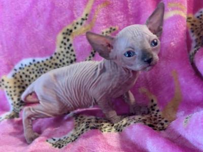 Fall Kittens - Sphynx - Gallery Photo #1