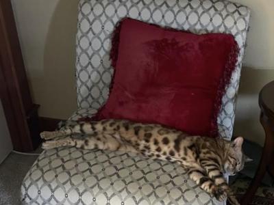 Sher - Bengal - Gallery Photo #1