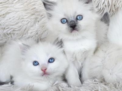Ragdoll Kittens Male And Females - Ragdoll - Gallery Photo #1