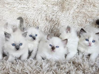 Pure Breed RAGDOLL KITTENS - Ragdoll - Gallery Photo #1