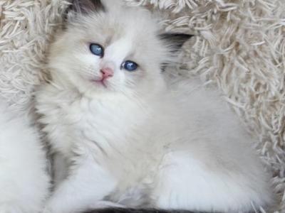 Ragdoll Kittens Both Parents TICA Registered - Ragdoll - Gallery Photo #1