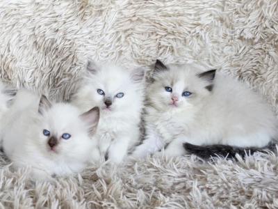 Snowball Female Ragdoll - Ragdoll - Gallery Photo #1