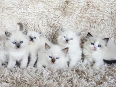 TICA REGISTERED Bicolor Female Ragdoll - Ragdoll - Gallery Photo #1