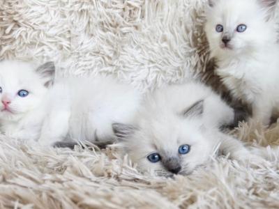 Ragdolls - Ragdoll - Gallery Photo #1