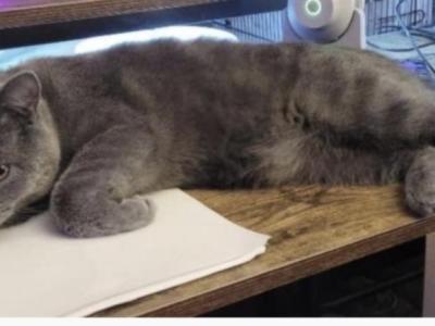 Manx Munckin Brittish Hair Scottish Fold - British Shorthair - Gallery Photo #1