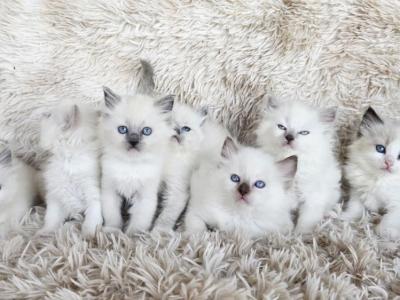 Ragdolls - Ragdoll - Gallery Photo #1