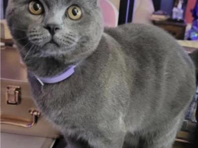 Munckin Scottish Fold British Hair Manx Mix - Munchkin - Gallery Photo #1