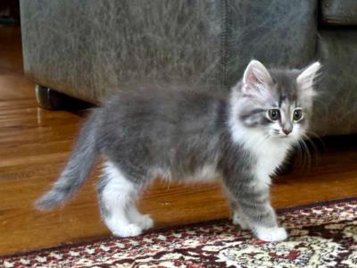 Bunny - Maine Coon - Gallery Photo #1
