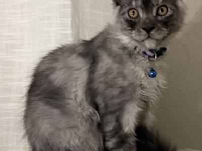 Maleificent Wolverine - Maine Coon - Gallery Photo #1