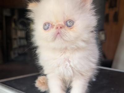 Red Point Male - Persian - Gallery Photo #1