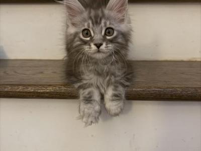 Silver Tabby Male - Maine Coon - Gallery Photo #1