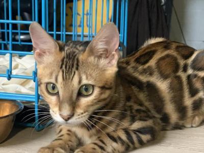 Princess - Bengal - Gallery Photo #1