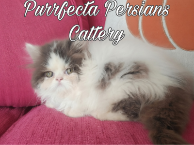 Cfa Chocolate Female Persian Kitten - Persian - Gallery Photo #1