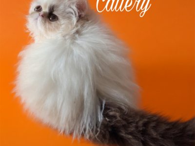 Cfa Chocolate Van Male Persian Kitten - Persian - Gallery Photo #1