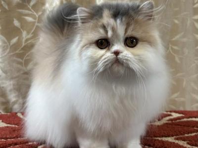 CFA Dilute Calico - Persian - Gallery Photo #1