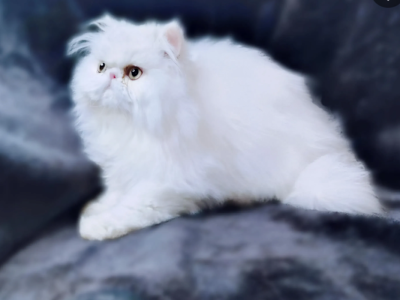 White Male Persian - Persian - Gallery Photo #1